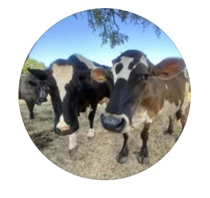 Hugletts Wood Farm Animal Sanctuary