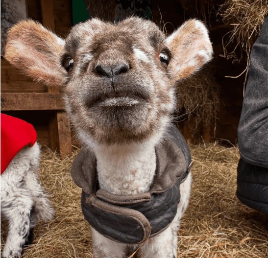 Sheep Sanctuary