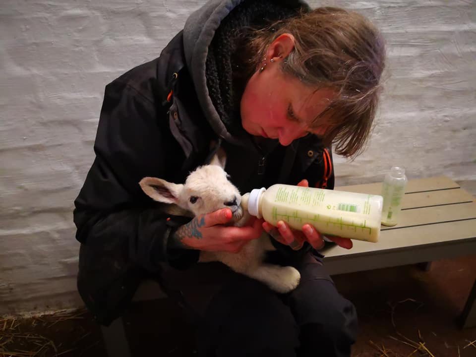 Tribe Animal Sanctuary Scotland